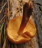 Gymnopilus croceoluteus image