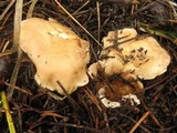 Cantharellus subalbidus image