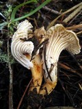 Cantharellus subalbidus image