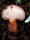 Fistulina hepatica image