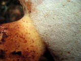 Fistulina hepatica image