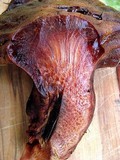Fistulina hepatica image