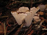 Gomphus clavatus image