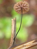 Gymnopus androsaceus image