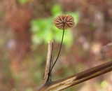Gymnopus androsaceus image