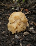 Verpa bohemica image