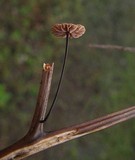 Gymnopus androsaceus image