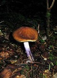 Cortinarius vanduzerensis image