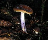 Cortinarius vanduzerensis image