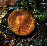 Cortinarius vanduzerensis image