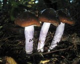 Cortinarius vanduzerensis image