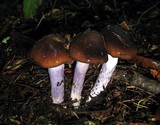 Cortinarius vanduzerensis image