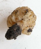 Verpa bohemica image