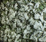 Cladonia apodocarpa image