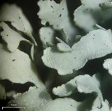Cladonia apodocarpa image