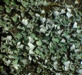 Cladonia apodocarpa image