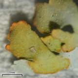Cladonia apodocarpa image