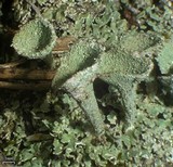 Cladonia pyxidata image