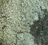 Dirinaria frostii image