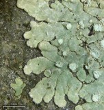 Dirinaria frostii image