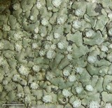 Dirinaria frostii image
