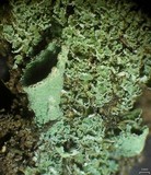 Cladonia pleurota image