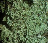 Cladonia pleurota image