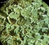 Cladonia pleurota image
