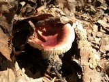 Russula rosea image