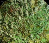 Cladonia parasitica image