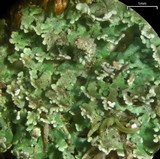 Cladonia parasitica image