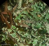 Cladonia parasitica image