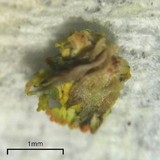 Cladonia parasitica image