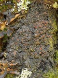 Fuscopannaria leucosticta image