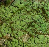 Biatora pontica image
