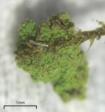 Biatora pontica image