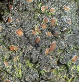 Fuscopannaria leucosticta image