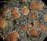 Fuscopannaria leucosticta image