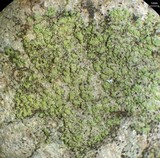 Biatora printzenii image