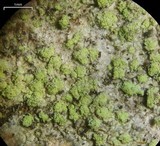 Biatora printzenii image