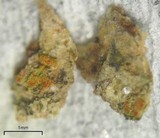 Biatora printzenii image
