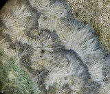 Lecanora thysanophora image