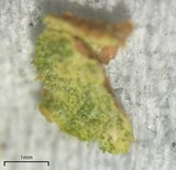 Lecanora thysanophora image