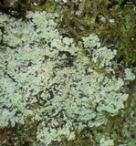 Lepraria lobificans image