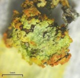 Lepraria lobificans image