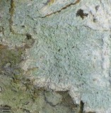 Loxospora pustulata image