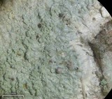 Loxospora pustulata image