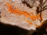 Hypomyces aurantius image