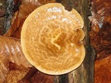 Polyporus craterellus image