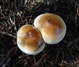 Hygrophorus bakerensis image